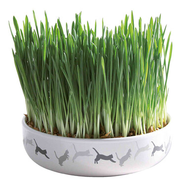 Керамична купа с котешка трева