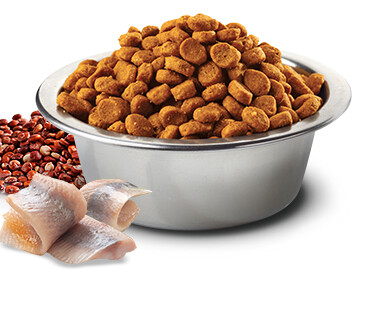 Храна за кучета N&D Quinoa Skin & Coat с херинга, кокос, киноа и куркума - 800г